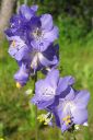 Lehtosinilatva_sin2C_Polemonium_caeruleum_IMG_1184.jpg