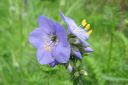 Lehtosinilatva_sin2C_Polemonium_caeruleum_IMG_2061.jpg