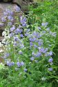 Lehtosinilatva_sin2C_Polemonium_caeruleum_IMG_7162.jpg