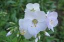 Lehtosinilatva_valk2C_Polemonium_caeruleum_IMG_2446.jpg