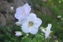 Lehtosinilatva_valk2C_Polemonium_caeruleum_IMG_2447.jpg