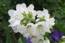 Lehtosinilatva_valk2C_Polemonium_caeruleum_IMG_3016.jpg