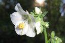 Lehtosinilatva_valk2C_Polemonium_caeruleum_IMG_9461.jpg