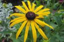 Tiedostonimi=Loistopaivanhattu2C_Rudbeckia_fulgida__Goldsturm__IMG_0673.jpg
Tiedostokoko=49kt
Koko=600x400
Lisätty=11.03.2011 Loistopaivanhattu2C_Rudbeckia_fulgida__Goldsturm__IMG_0673.jpg