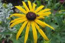 Loistopaivanhattu2C_Rudbeckia_fulgida__Goldsturm__IMG_0673.jpg