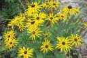 Loistopaivanhattu2C_Rudbeckia_fulgida__Goldsturm__IMG_1040.jpg