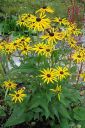 Loistopaivanhattu2C_Rudbeckia_fulgida__Goldsturm__IMG_1041.jpg