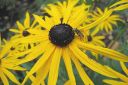 Loistopaivanhattu2C_Rudbeckia_fulgida__Goldsturm__IMG_1235.jpg