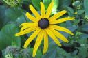 Loistopaivanhattu2C_Rudbeckia_fulgida__Goldsturm__IMG_779.jpg