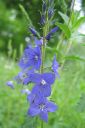 Loistotadyke2C_Veronica_austriaca_subsp_teucrium_IMG_2613.jpg