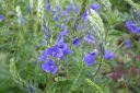 Loistotadyke2C_Veronica_austriaca_subsp_teucrium_IMG_5166.jpg