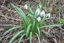 Lumikello2C_Galanthus_nivalis_IMG_0041.jpg