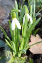 Lumikello2C_Galanthus_nivalis_IMG_4597.jpg