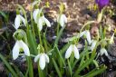 Lumikello2C_Galanthus_nivalis_IMG_9369.jpg