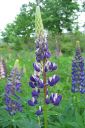 Lupiini_28komealupiini292C_Lupinus_polyphyllus_IMG_0272.jpg