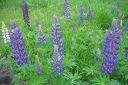 Lupiini_28komealupiini292C_Lupinus_polyphyllus_IMG_0281.jpg