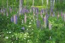 Lupiini_28komealupiini292C_Lupinus_polyphyllus_IMG_1747.jpg