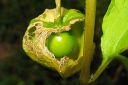 Lyhtykoiso2C_Physalis_alkekengi_IMG_1226.jpg