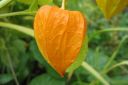 Lyhtykoiso2C_Physalis_alkekengi_IMG_2739.jpg