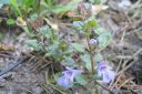 Maahumala2C_Glechoma_hederacea_IMG_1335.jpg