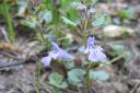 Maahumala2C_Glechoma_hederacea_IMG_1338.jpg