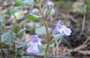 Maahumala2C_Glechoma_hederacea_IMG_1340.jpg