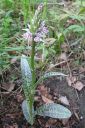 Maariankammekka2C_Dactylorhiza_maculata_IMG_5143.jpg