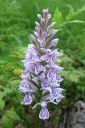 Maariankammekka2C_Dactylorhiza_maculata_IMG_6526.jpg