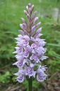 Maariankammekka2C_Dactylorhiza_maculata_IMG_6527.jpg