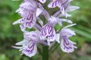 Maariankammekka2C_Dactylorhiza_maculata_IMG_6528.jpg