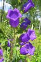 Maariankello2C_Campanula_medium_IMG_4062.jpg