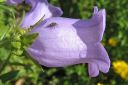 Maariankello2C_Campanula_medium_IMG_4489.jpg