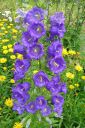 Maariankello2C_Campanula_medium_IMG_4645.jpg