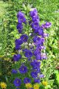 Maariankello2C_Campanula_medium_IMG_4943.jpg