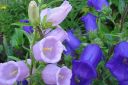 Tiedostonimi=Maariankello2C_Campanula_medium_IMG_5258.jpg
Tiedostokoko=52kt
Koko=600x400
Lisätty=11.03.2011 Maariankello2C_Campanula_medium_IMG_5258.jpg