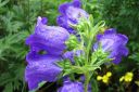 Maariankello2C_Campanula_medium_IMG_6506.jpg