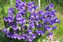 Maariankello2C_Campanula_medium_IMG_8772.jpg