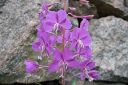 Maitohorsma2C_Epilobium_angustifolium_IMG_0413.jpg