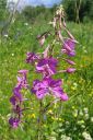 Maitohorsma2C_Epilobium_angustifolium_IMG_2887.jpg