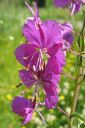 Maitohorsma2C_Epilobium_angustifolium_IMG_2888.jpg