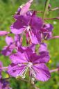 Maitohorsma2C_Epilobium_angustifolium_IMG_2889.jpg