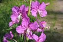 Maitohorsma2C_Epilobium_angustifolium_IMG_8406.jpg