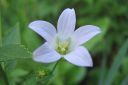 Maitokello2C_Campanula_lactiflora_IMG_6328.jpg