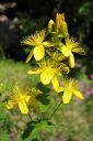 Makikuisma2C_Hypericum_perforatum_IMG_5090.jpg