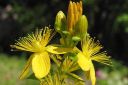 Makikuisma2C_Hypericum_perforatum_IMG_5091.jpg