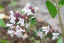 Makimeirami2C_Origanum_vulgare_IMG_1036.jpg