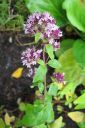 Makimeirami2C_Origanum_vulgare_IMG_9507.jpg