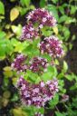 Makimeirami2C_Origanum_vulgare_IMG_9508.jpg