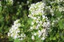 Makimeirami2C_Origanum_vulgare_IMG_9510.jpg