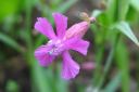 Makitervakko2C_Lychnis_viscaria_IMG_0510.jpg